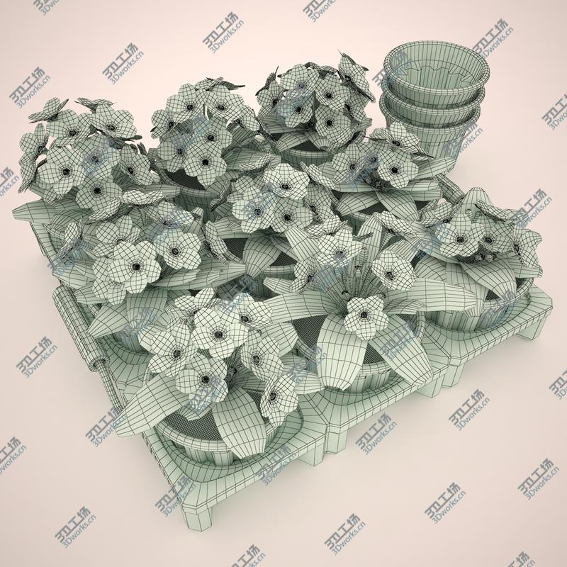 images/goods_img/2021040162/Common Primroses in Pots and Crate/3.jpg